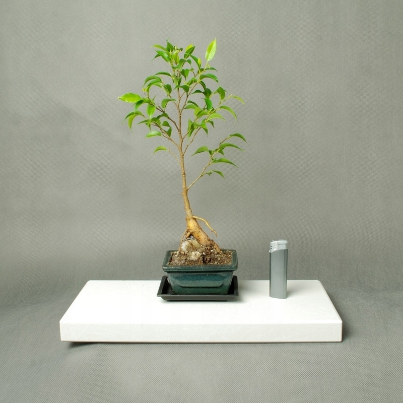 Bonsai - Bonsai Fikus Benjamin v čokkánskom / formálnom štýle