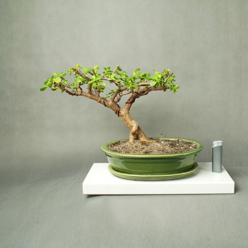 Bonsai - Bonsai - Portulacaria Afra v semi-kaskádovom štýle