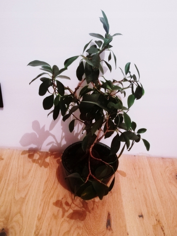 Bonsai - Ženšen bonsai ficus s 50 cm stromom v kvetináči