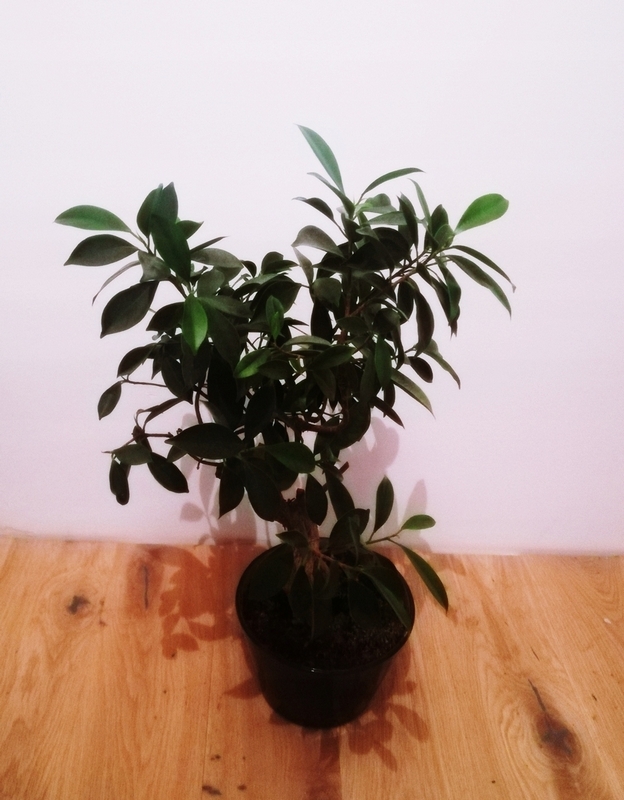 Bonsai - Bonsai fikus s kvetinovým hrncom 55cm
