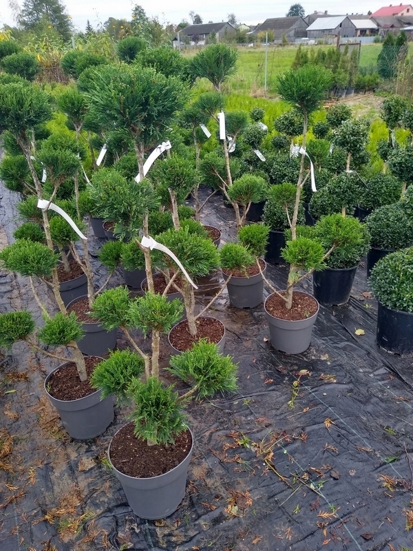 Bonsai - Lawsonov bonsajový cyprus