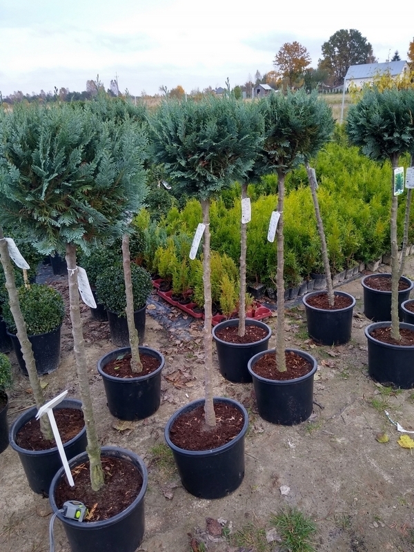 Bonsai - Lawsonova cyprusová guľa na kufri