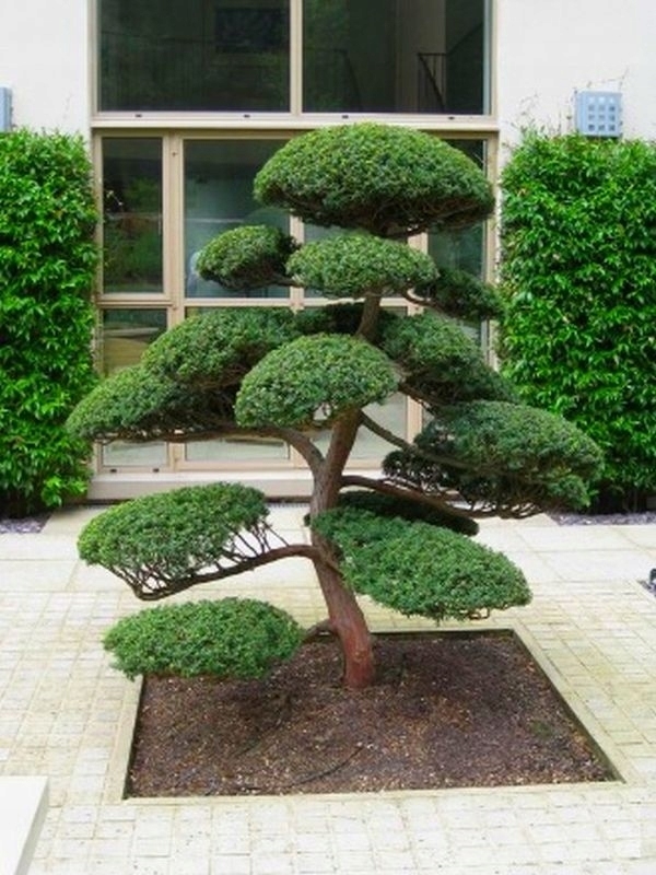 Bonsai - Lawsonov Cypress 'Ellwoodovo zlato' formoval BONSAI