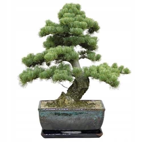 Bonsai - Semiačko Bonsai Jerusalem Pinus halepensis